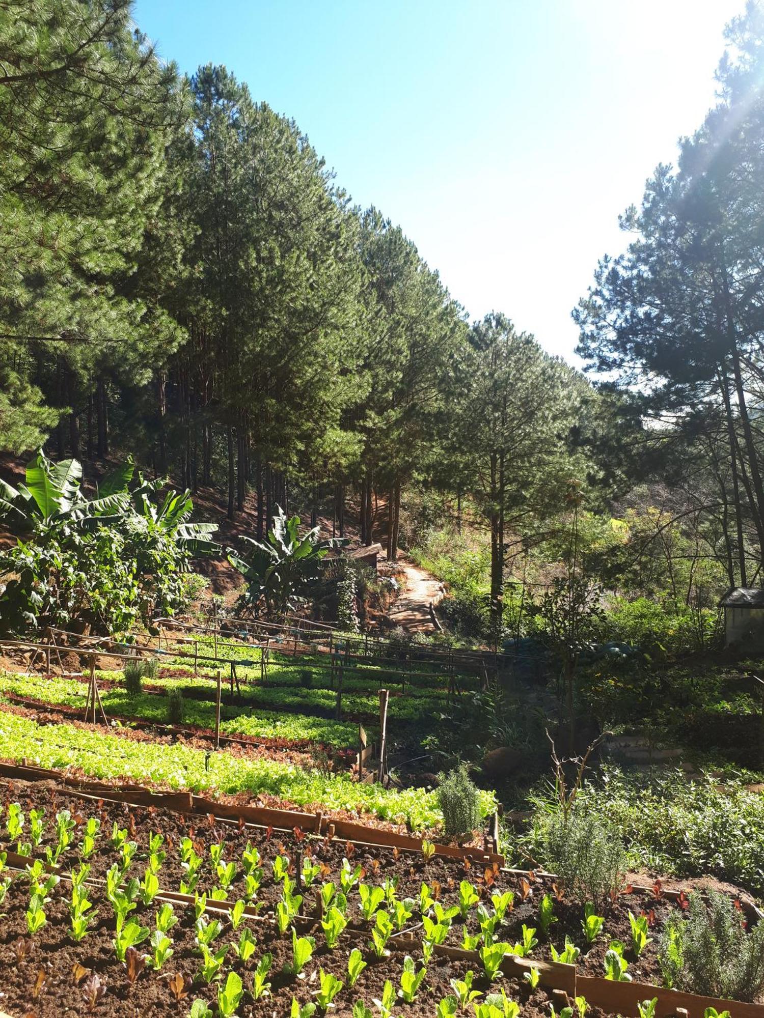 Mo Stay - Forest Resort Da Lat Buitenkant foto
